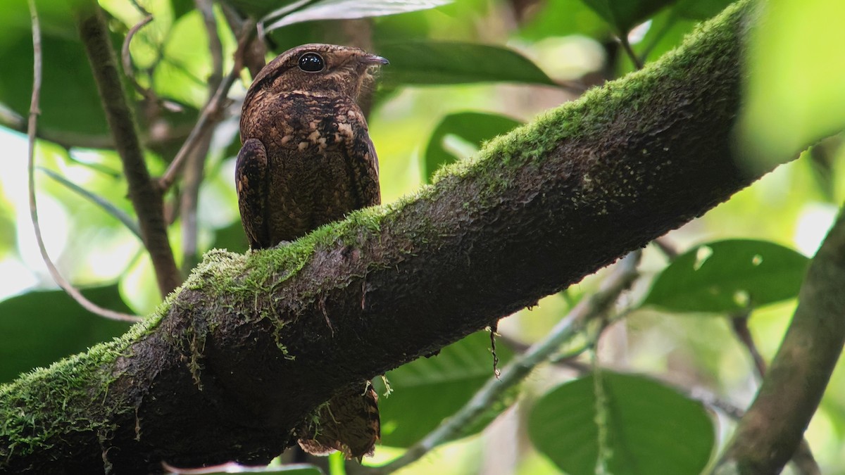 karolinanattravn - ML643995636