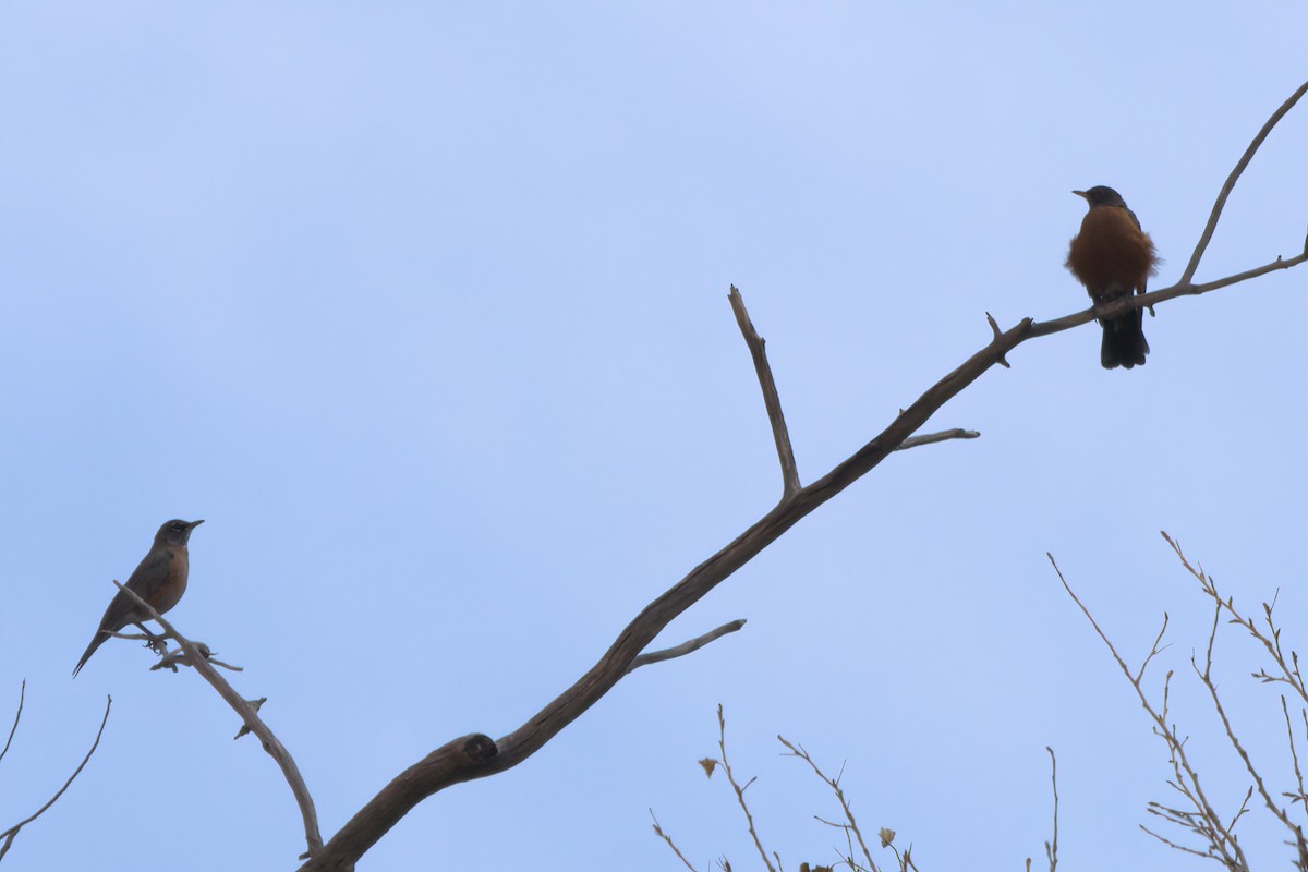 American Robin - ML643995638