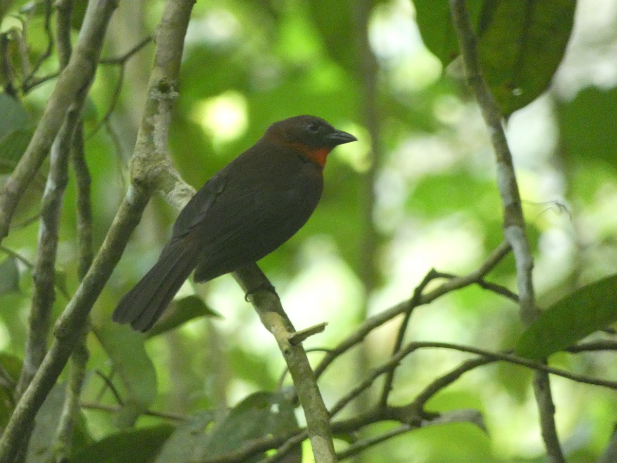 Habia à gorge rouge - ML643995640