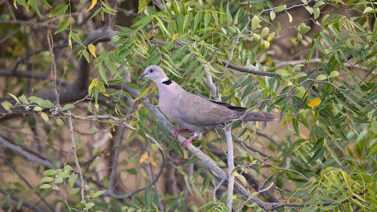 klagedue - ML643995663