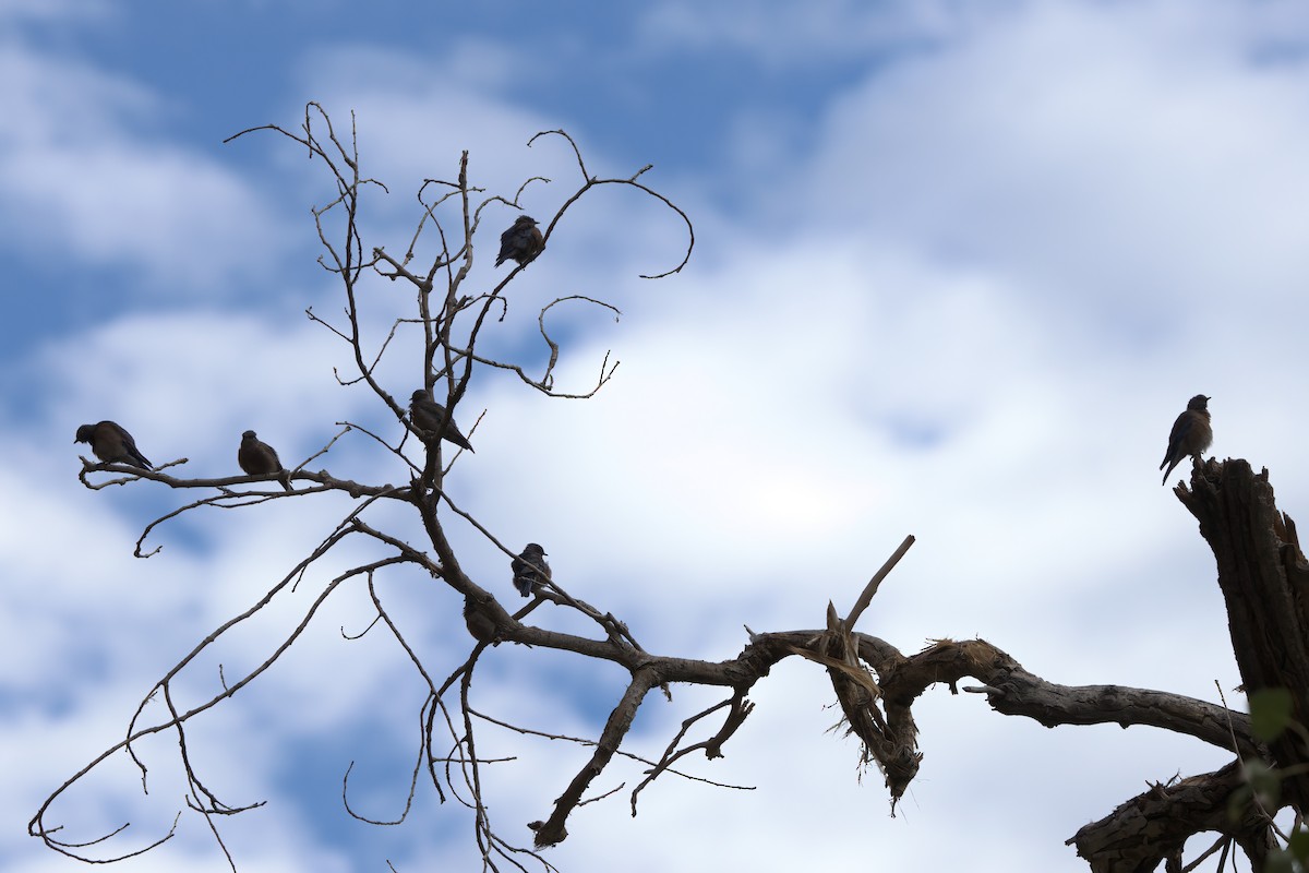 Western Bluebird - ML643995678