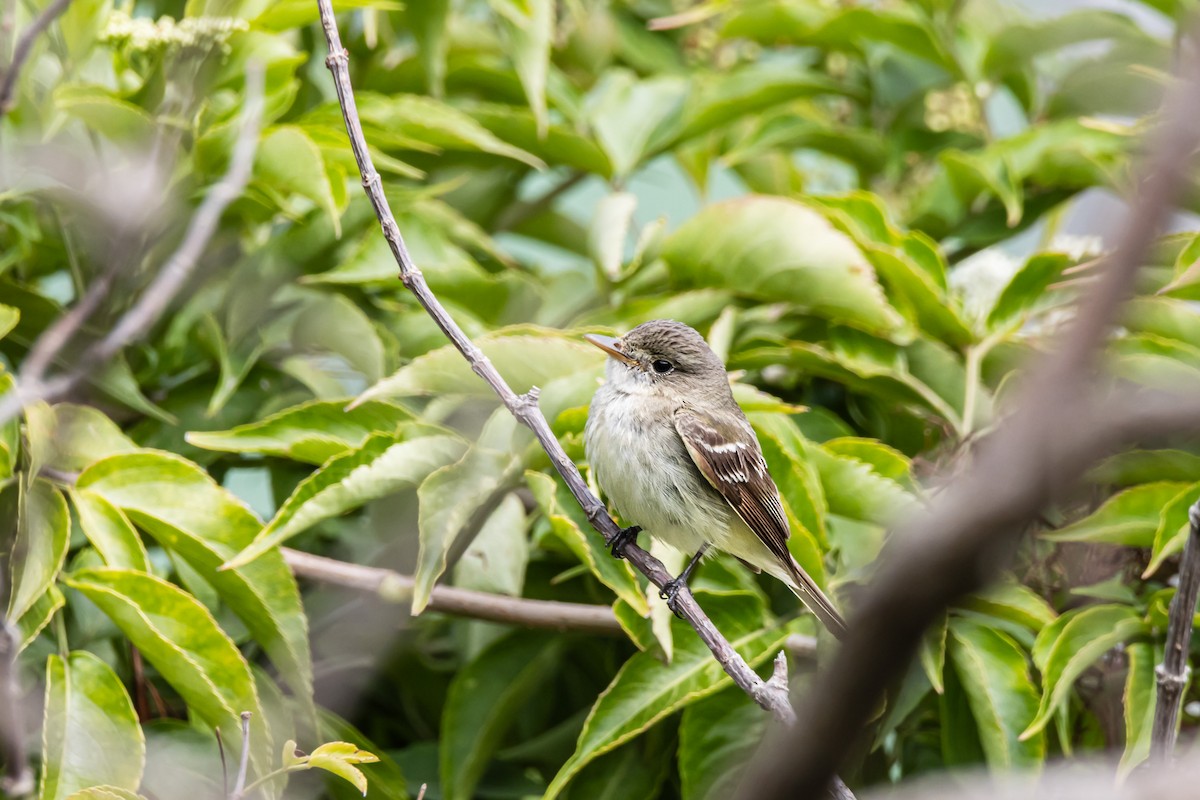 Alder Flycatcher - ML643995706