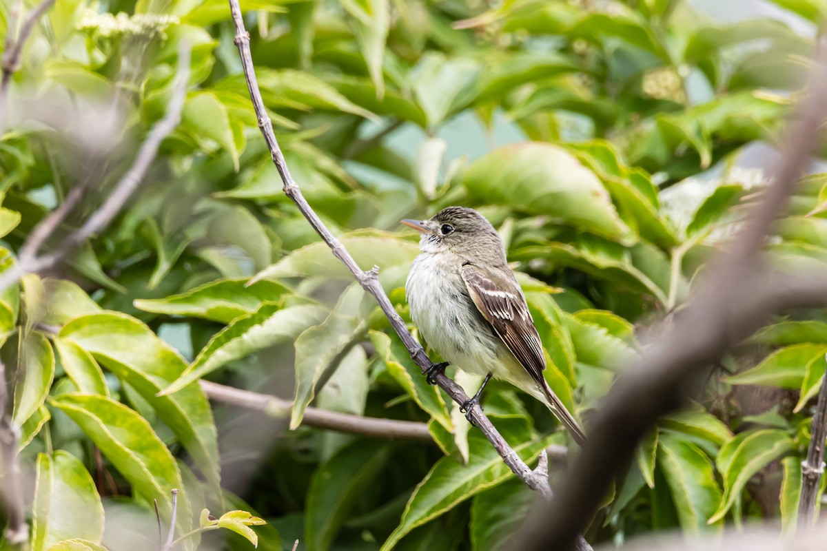 Alder Flycatcher - ML643995707