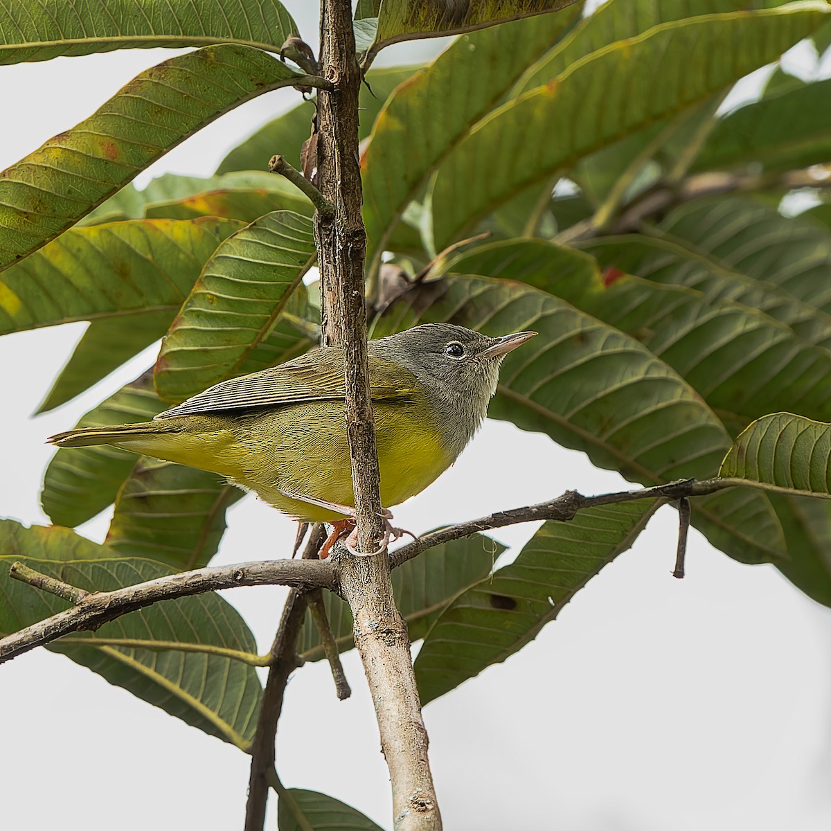 Mourning Warbler - ML643995729