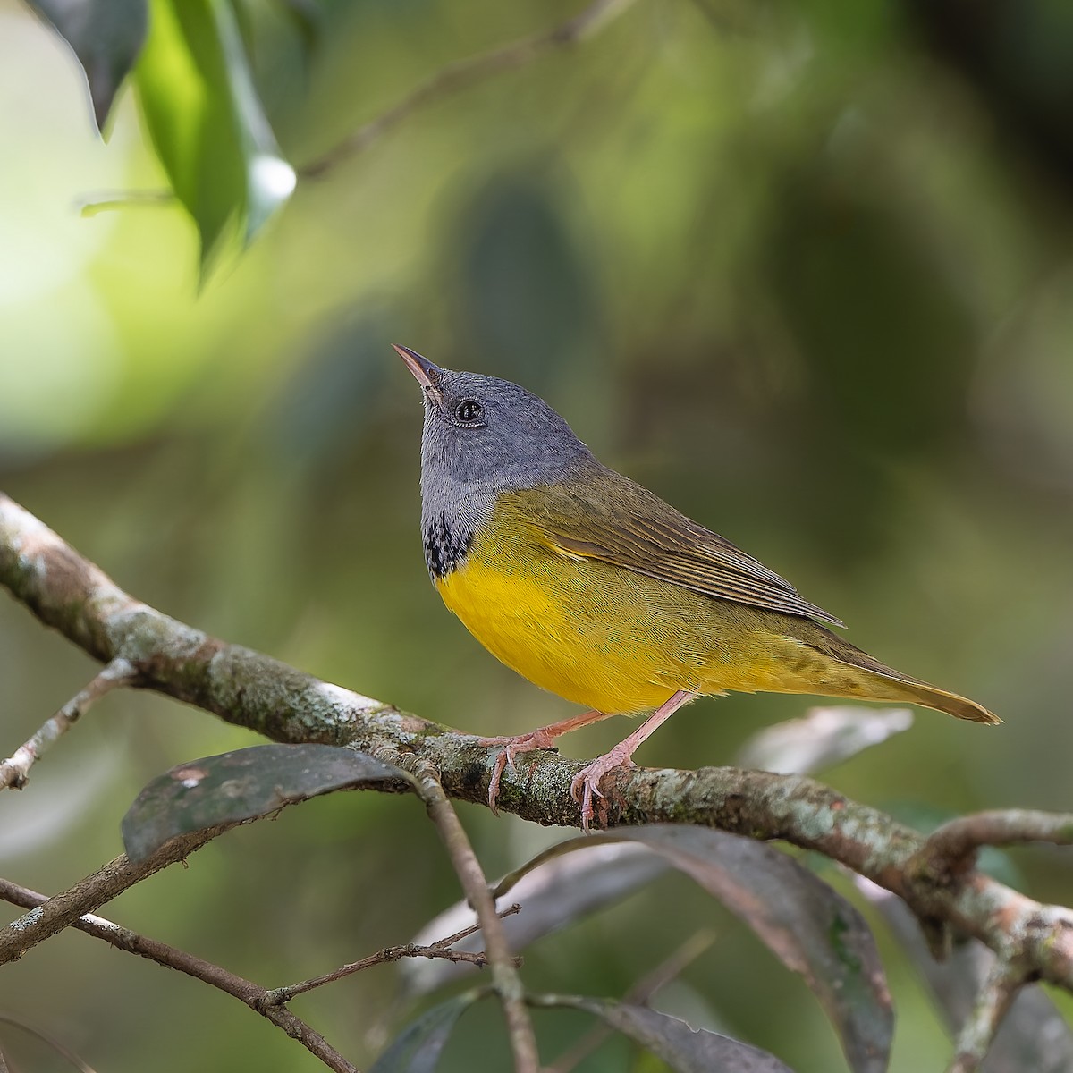 Mourning Warbler - ML643995730