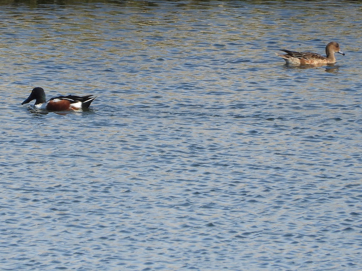Canard souchet - ML643995745