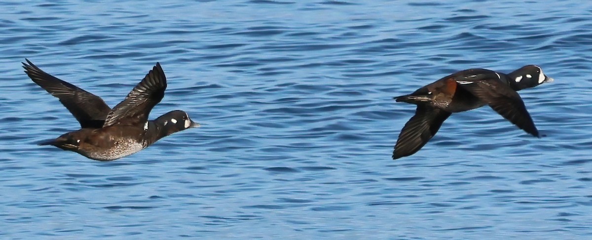 Harlequin Duck - ML643995770