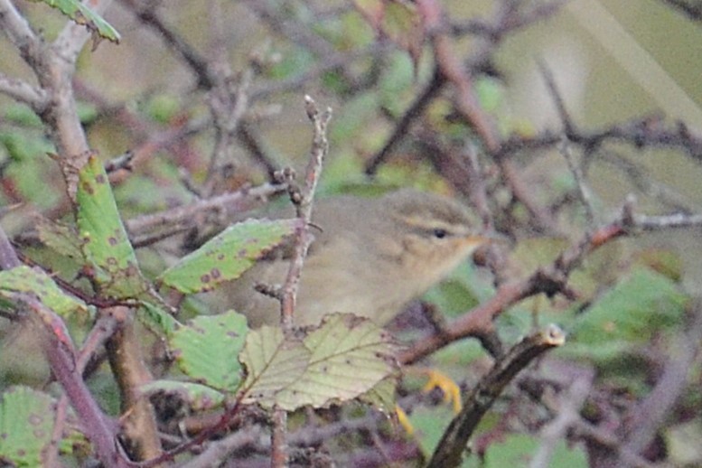 Бүхт дууч шувуу - ML643995771