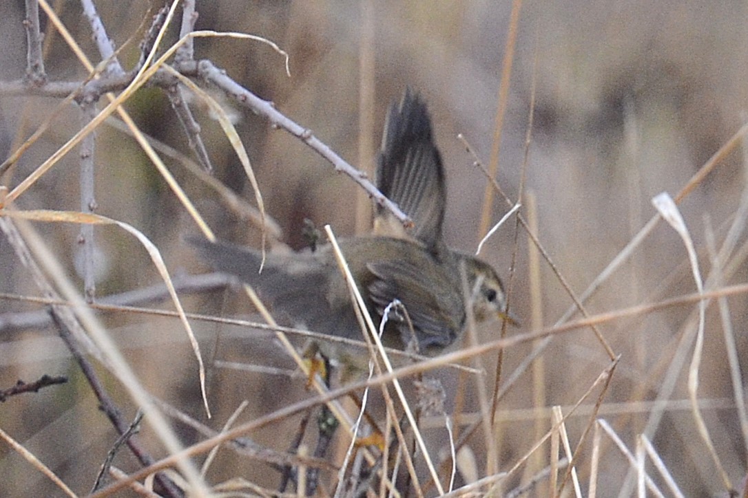 Бүхт дууч шувуу - ML643995772