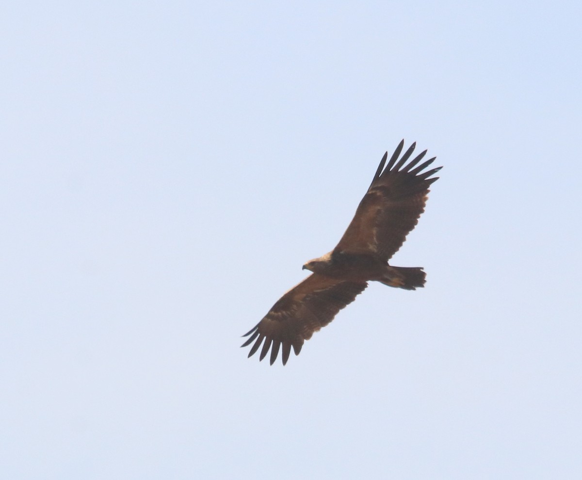 Aigle pomarin - ML643995773