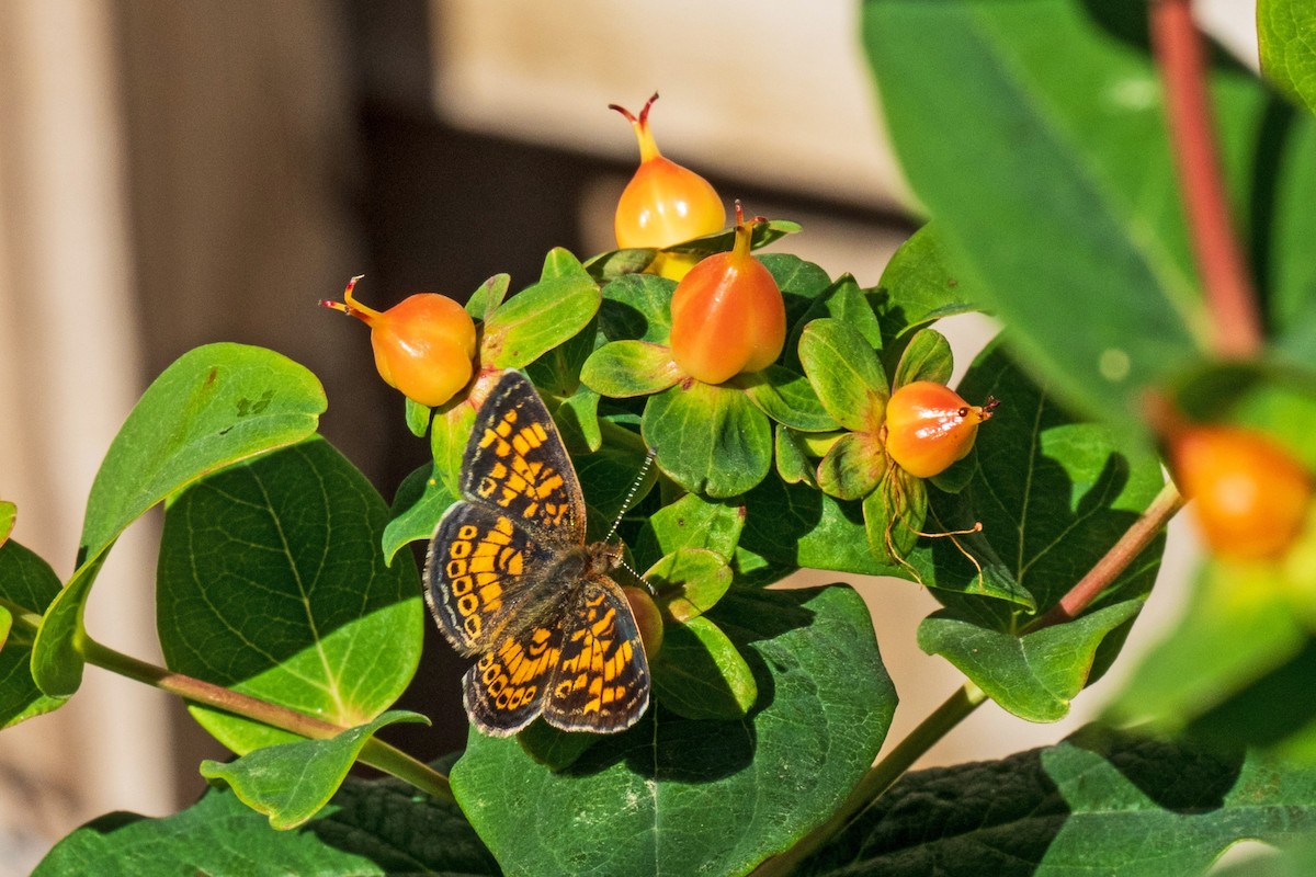 Pearl Crescent - ML643995777