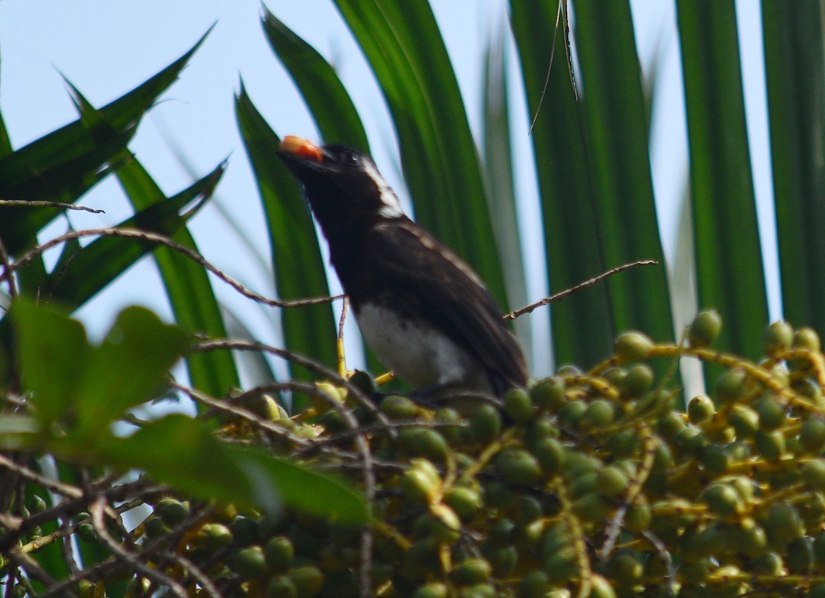 Белоухая либия - ML643995797