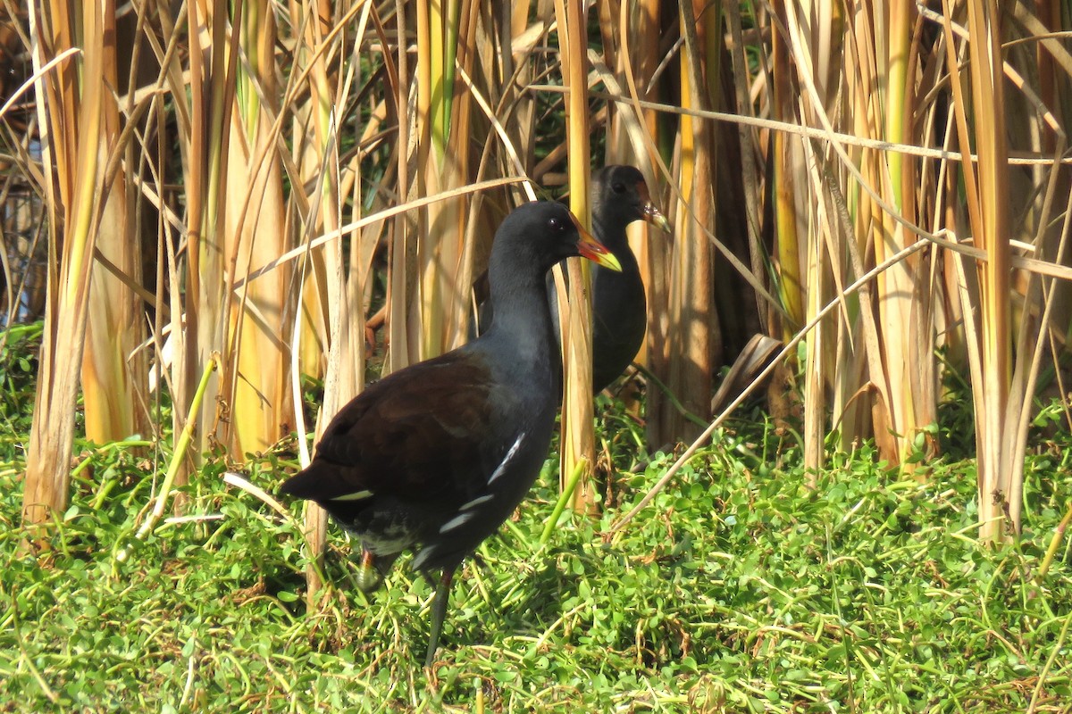 Common Gallinule - ML643995811