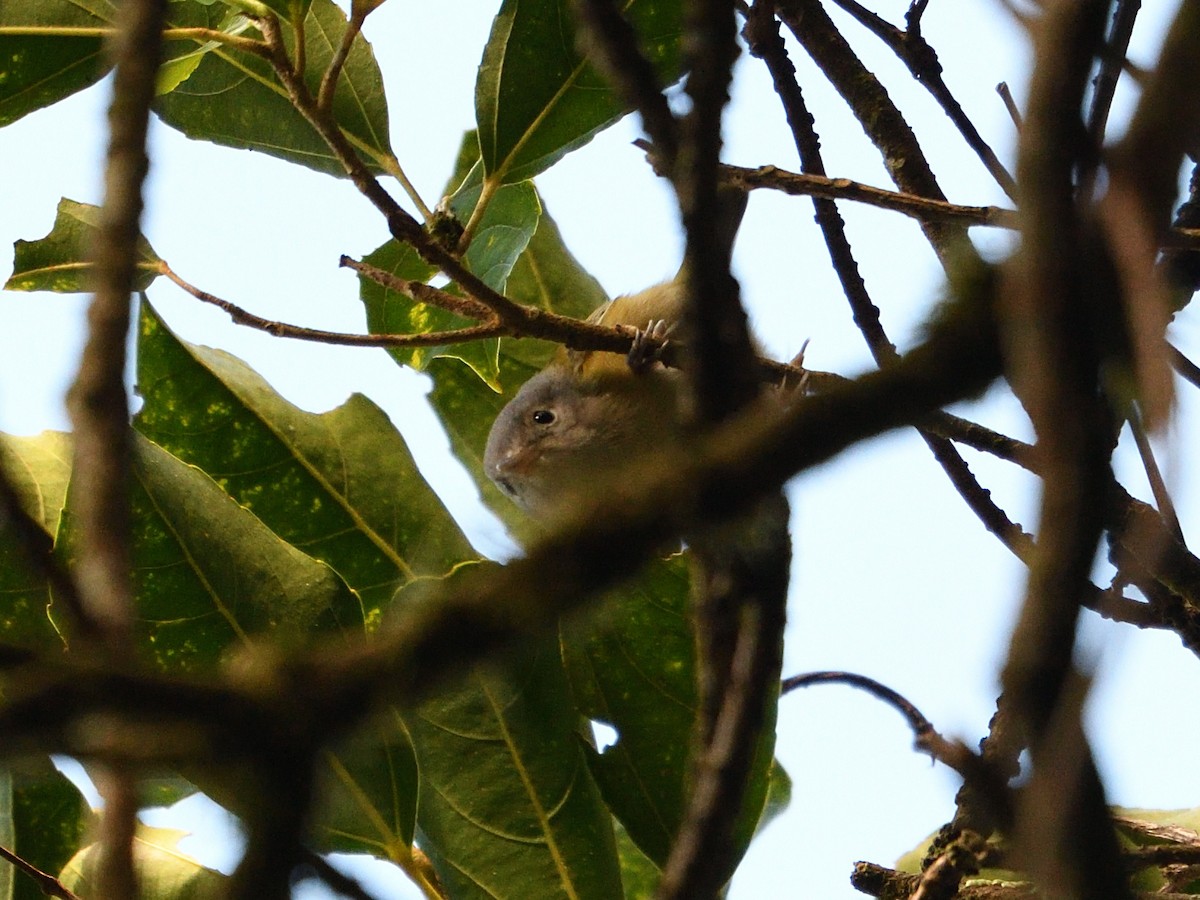 Lesser Greenlet - ML643995814