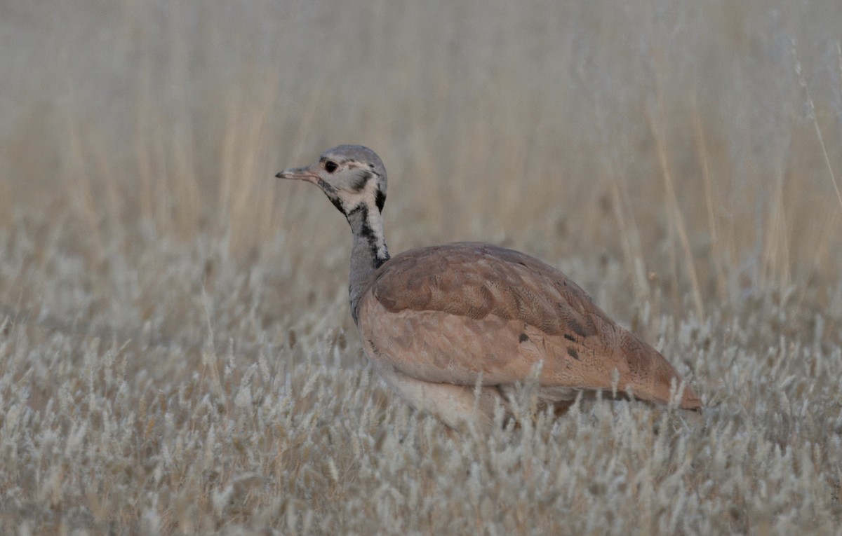 Rüppell's Bustard - ML643995821