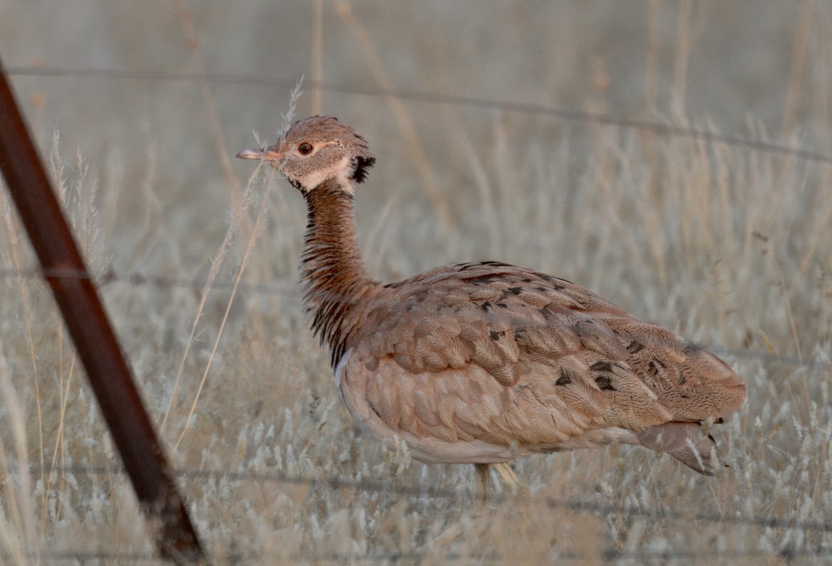 Rüppell's Bustard - ML643995822