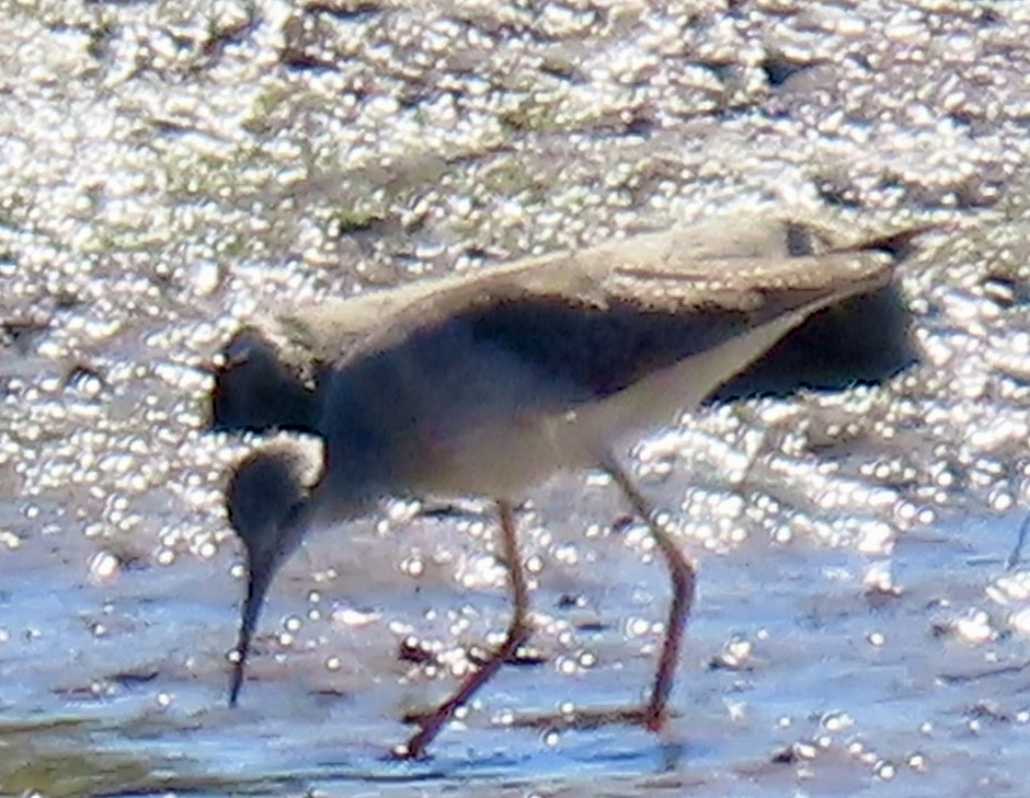 Коловодник жовтоногий - ML643995824