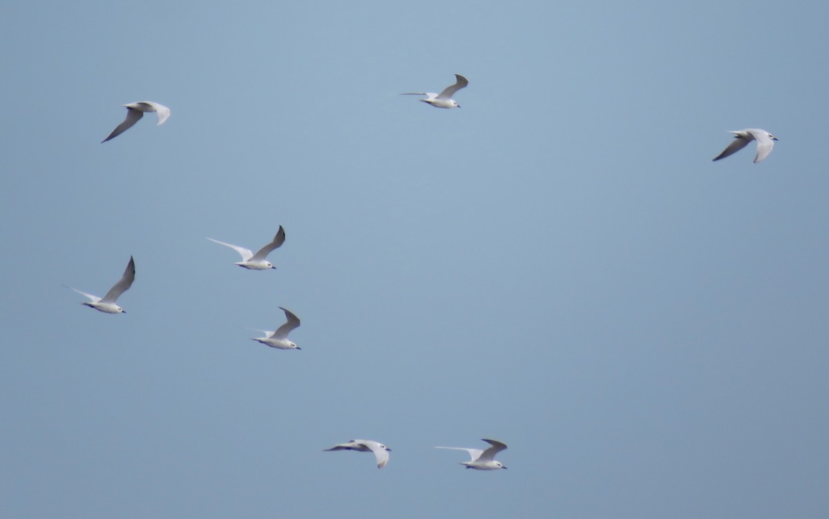 Gull-billed Tern - ML643995828