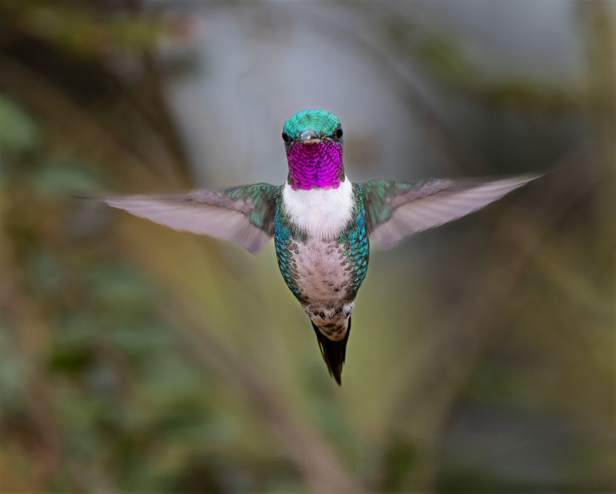 Colibrí de Mulsant - ML643995834