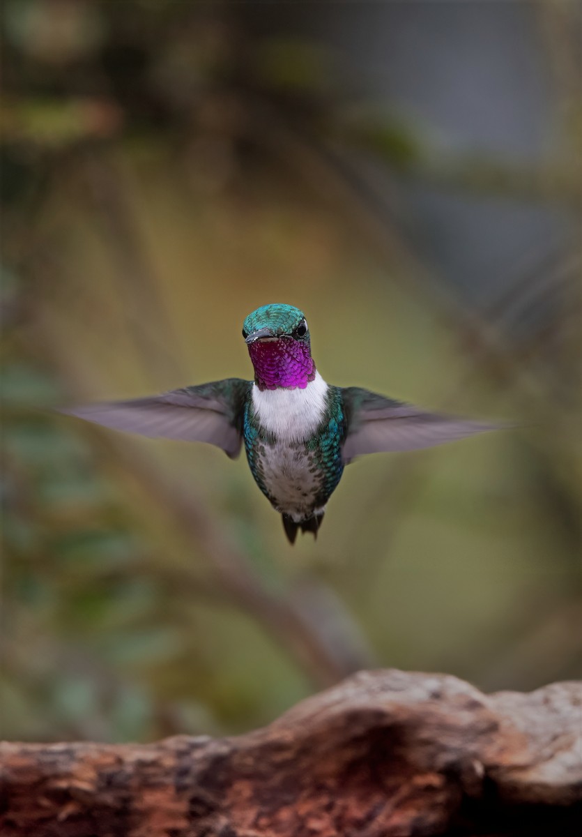 Colibrí de Mulsant - ML643995835