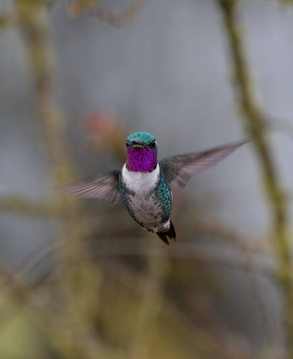 Colibrí de Mulsant - ML643995836