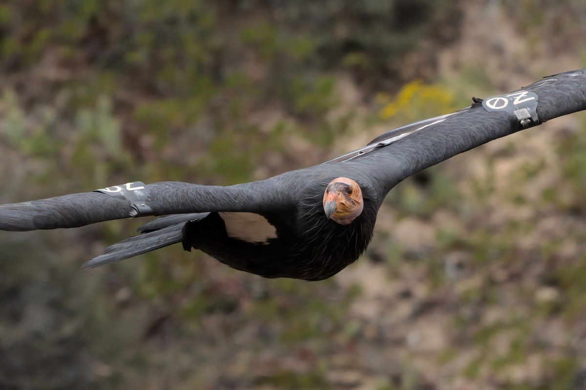California Condor - ML643995868