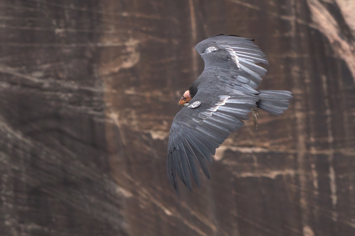 California Condor - ML643995873