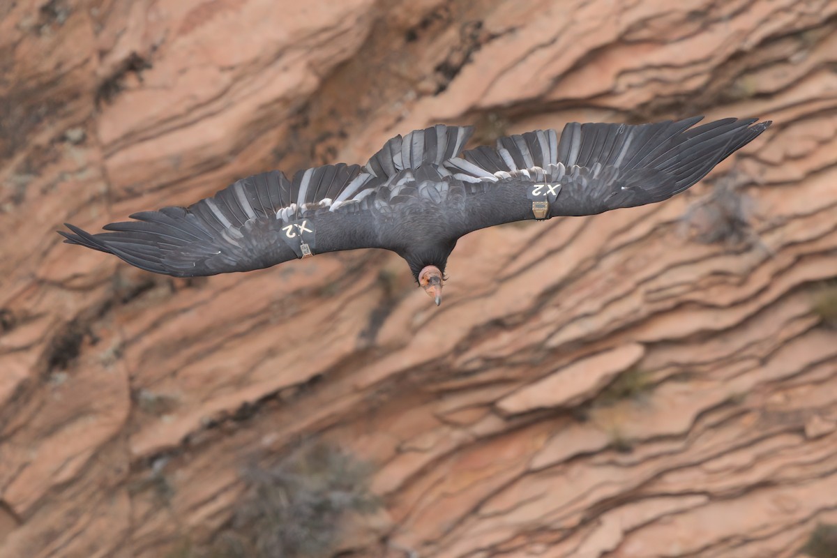 California Condor - ML643995874