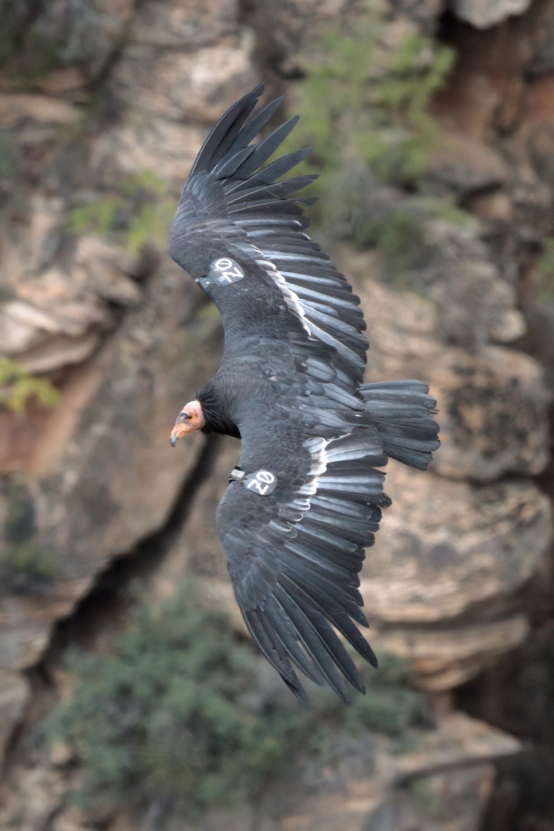 California Condor - ML643995875