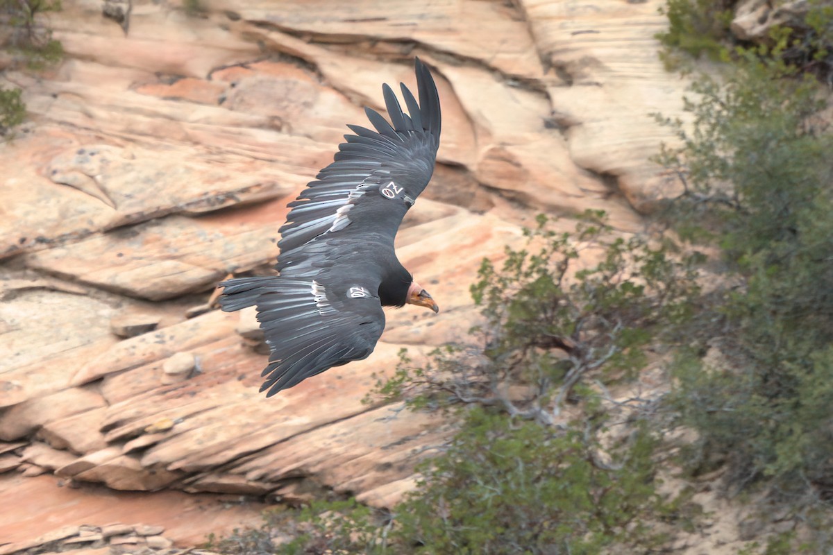 California Condor - ML643995876