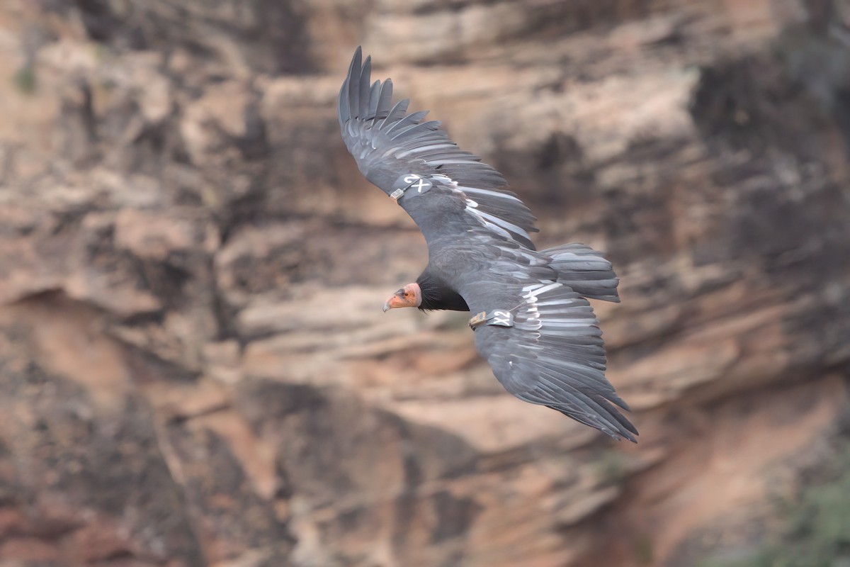 California Condor - ML643995877