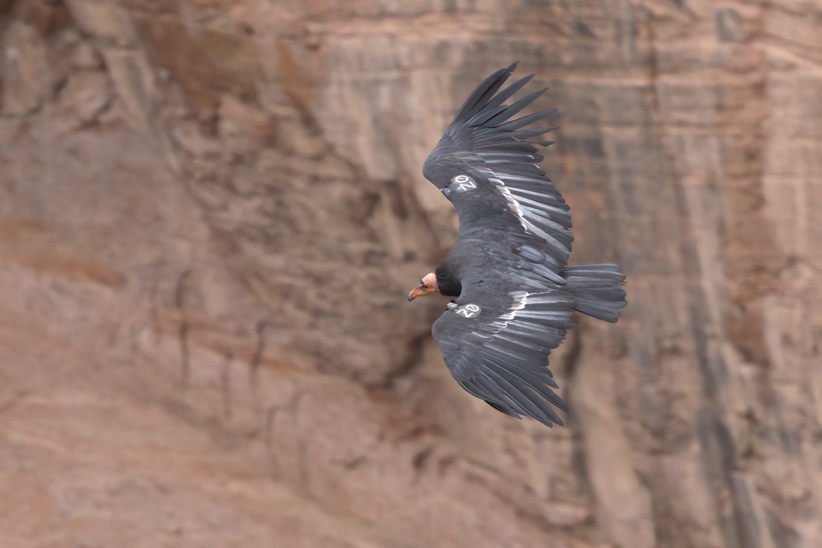 California Condor - ML643995878