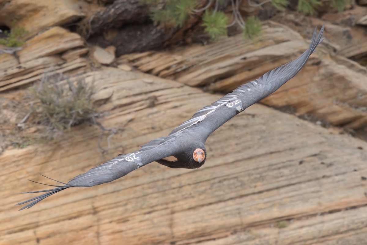California Condor - ML643995879