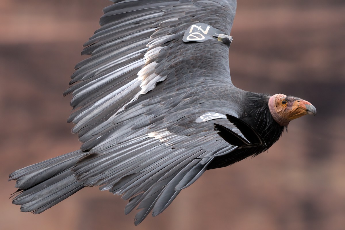 California Condor - ML643995880