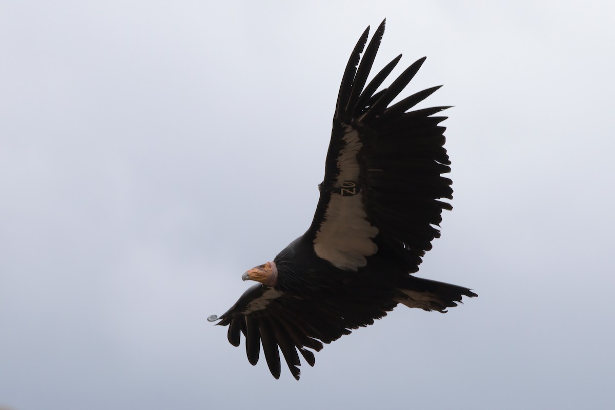 California Condor - ML643995881