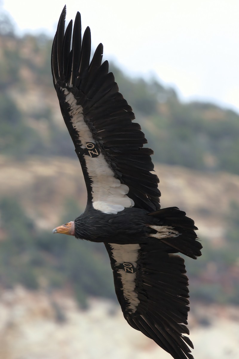 California Condor - ML643995883
