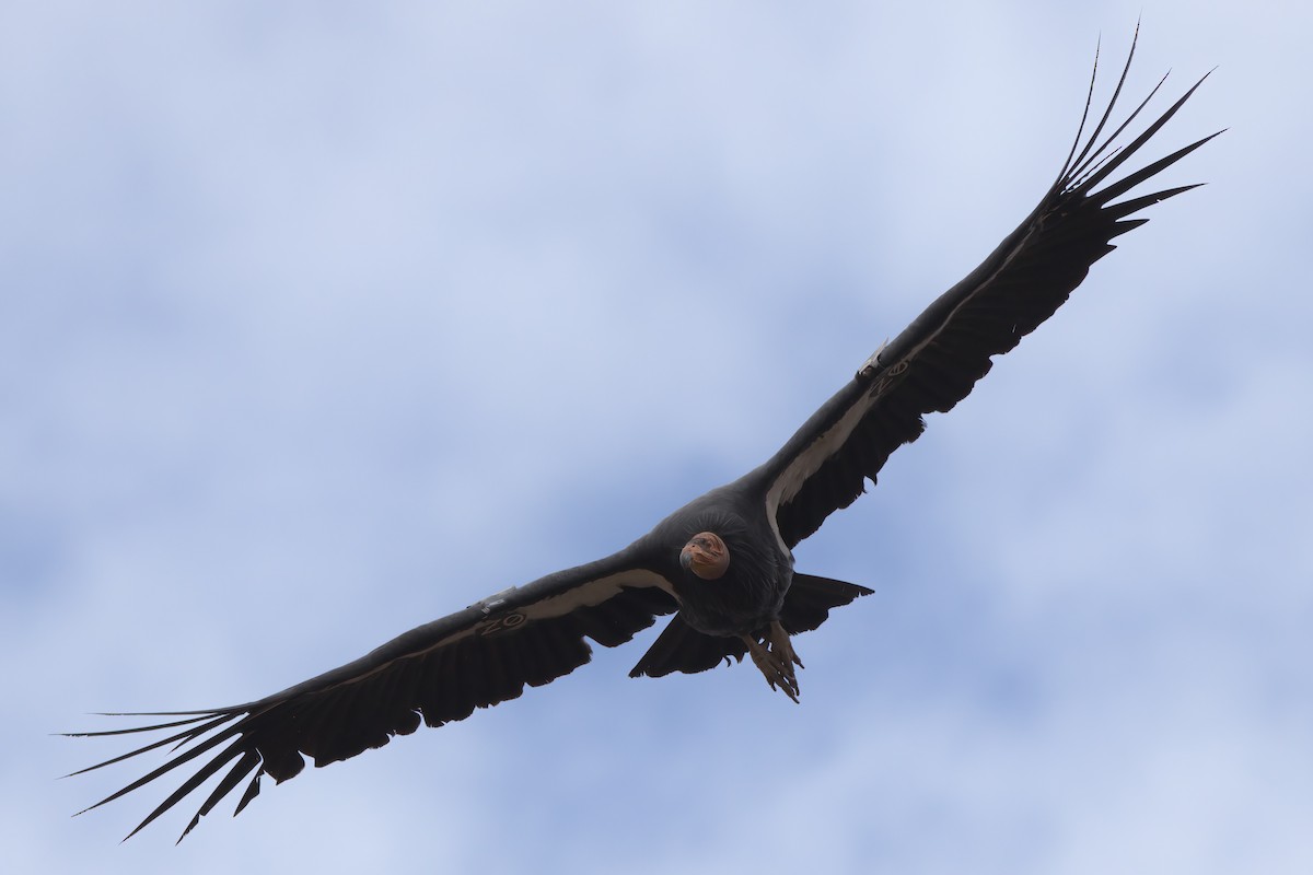 California Condor - ML643995884