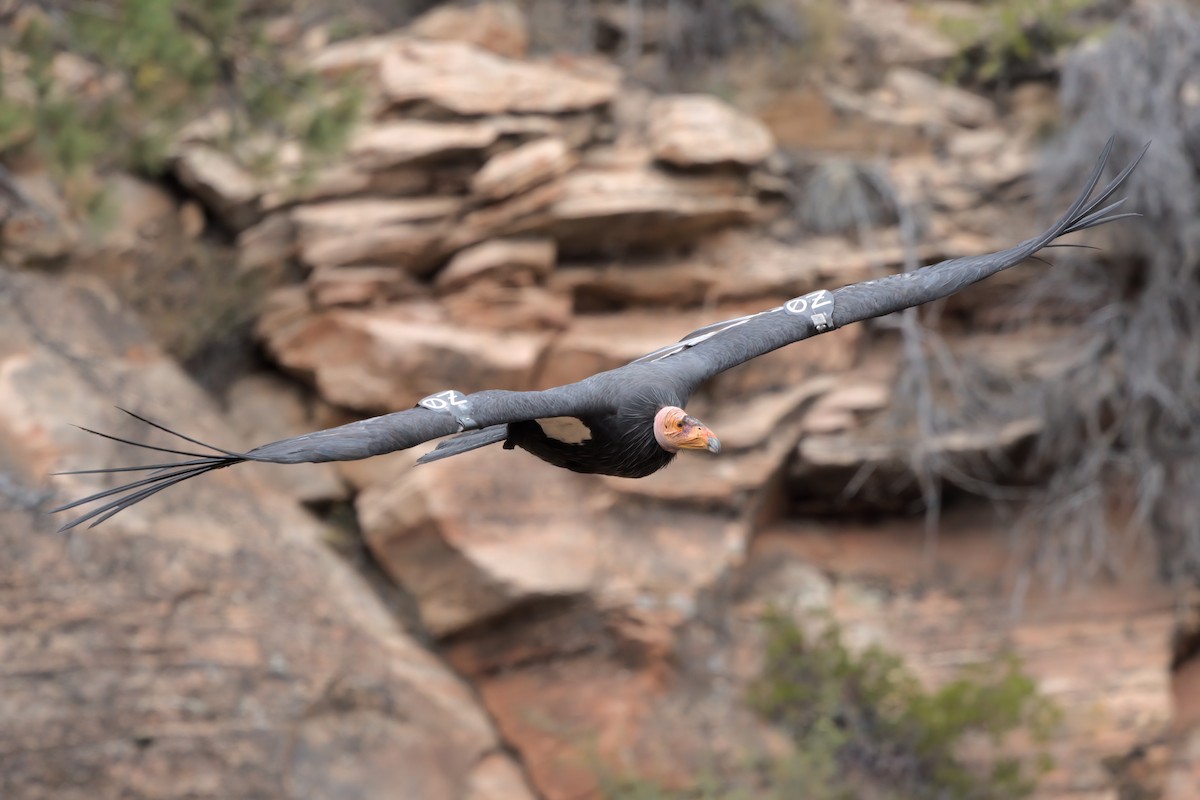 California Condor - ML643995885