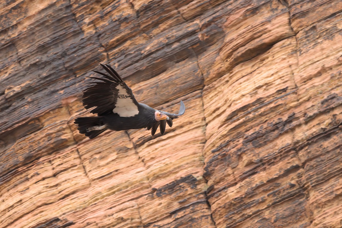 California Condor - ML643995886