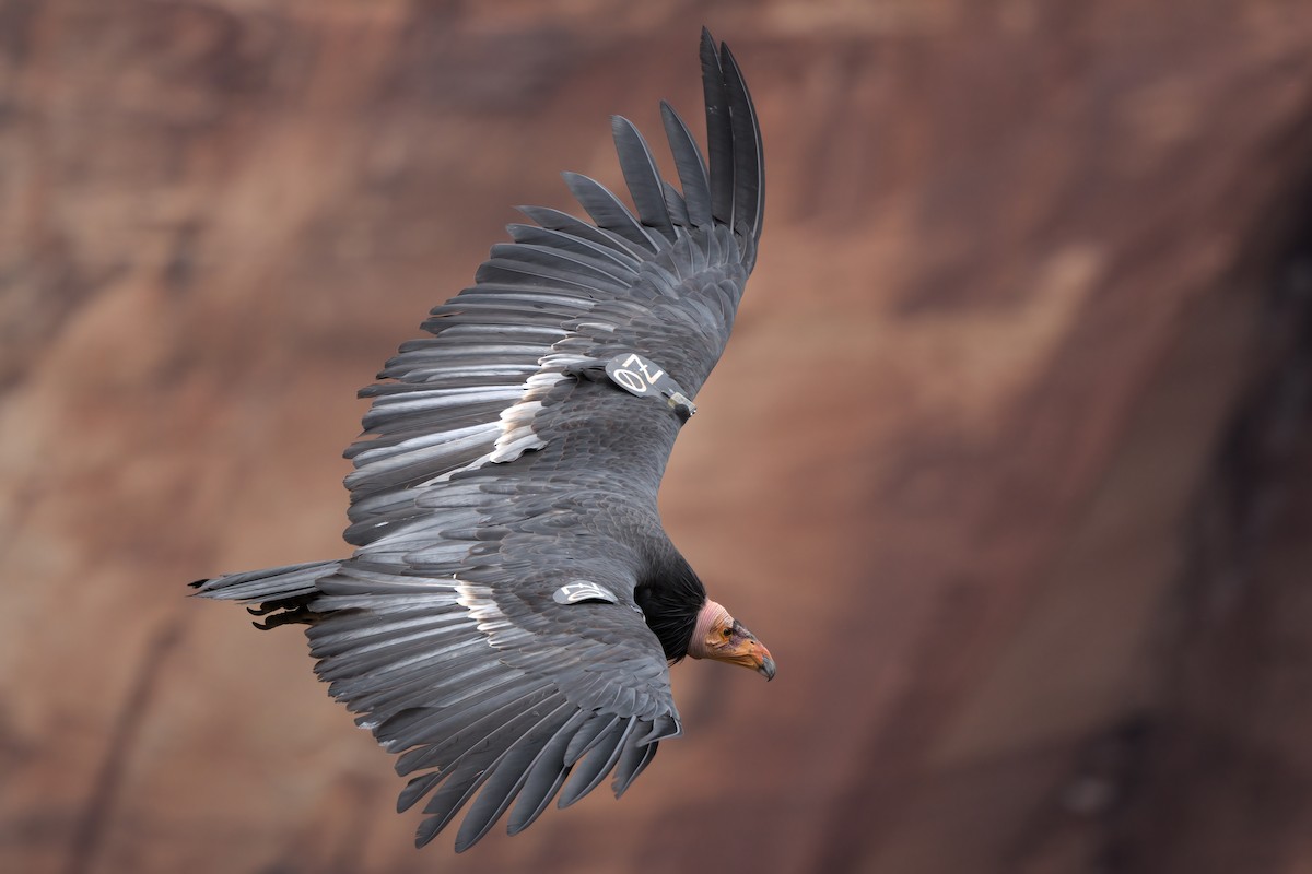 California Condor - ML643995887