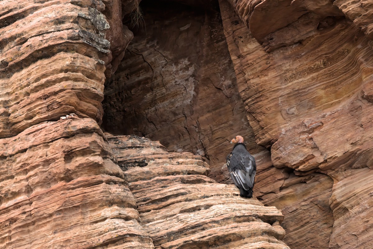 California Condor - ML643995888