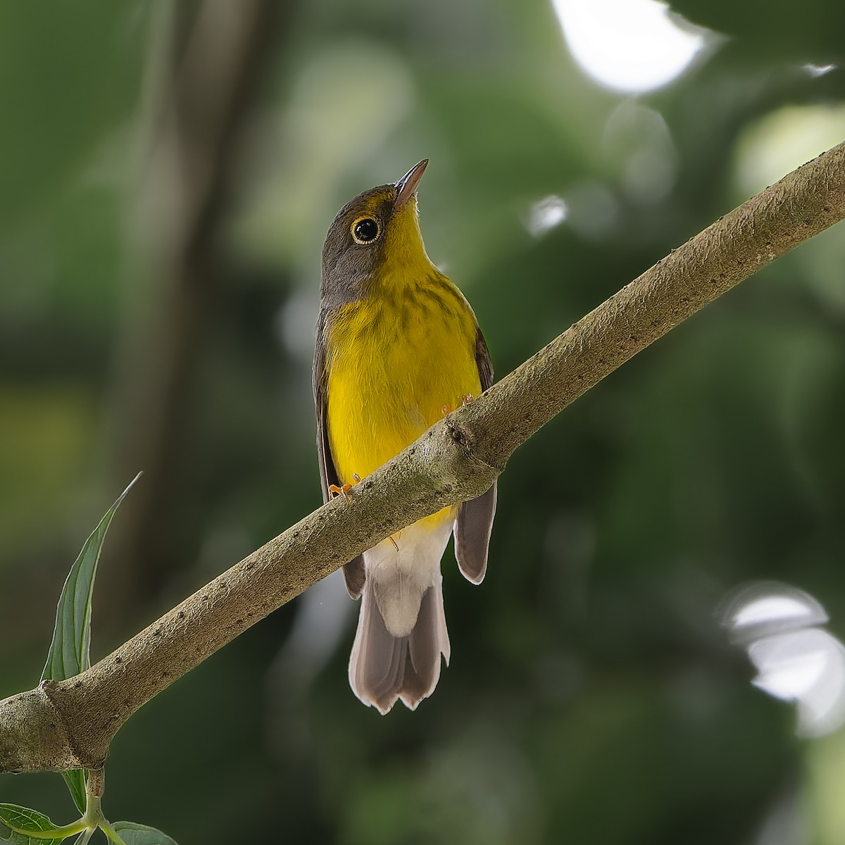Canada Warbler - ML643995889