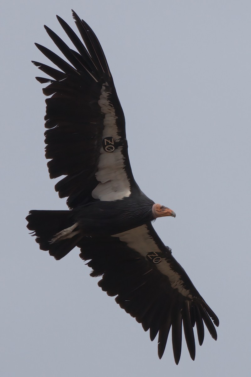 California Condor - ML643995906