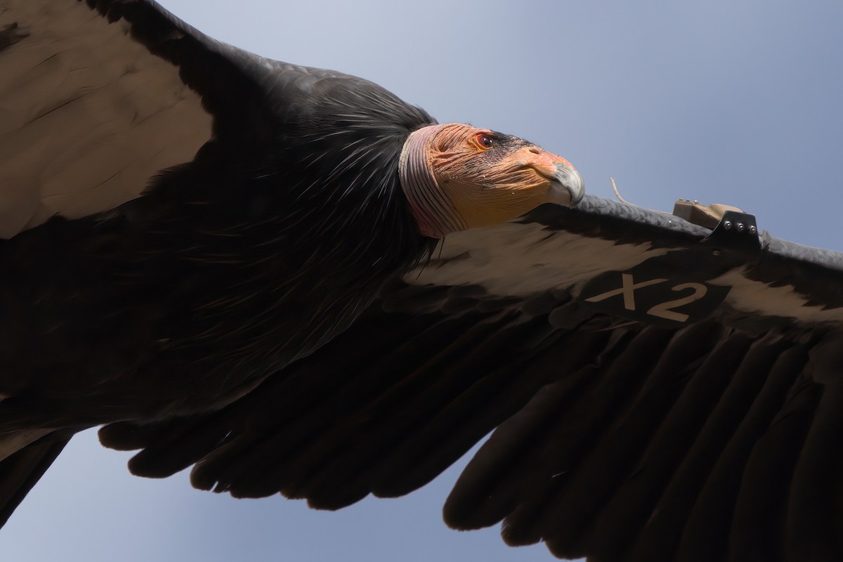 California Condor - ML643995909