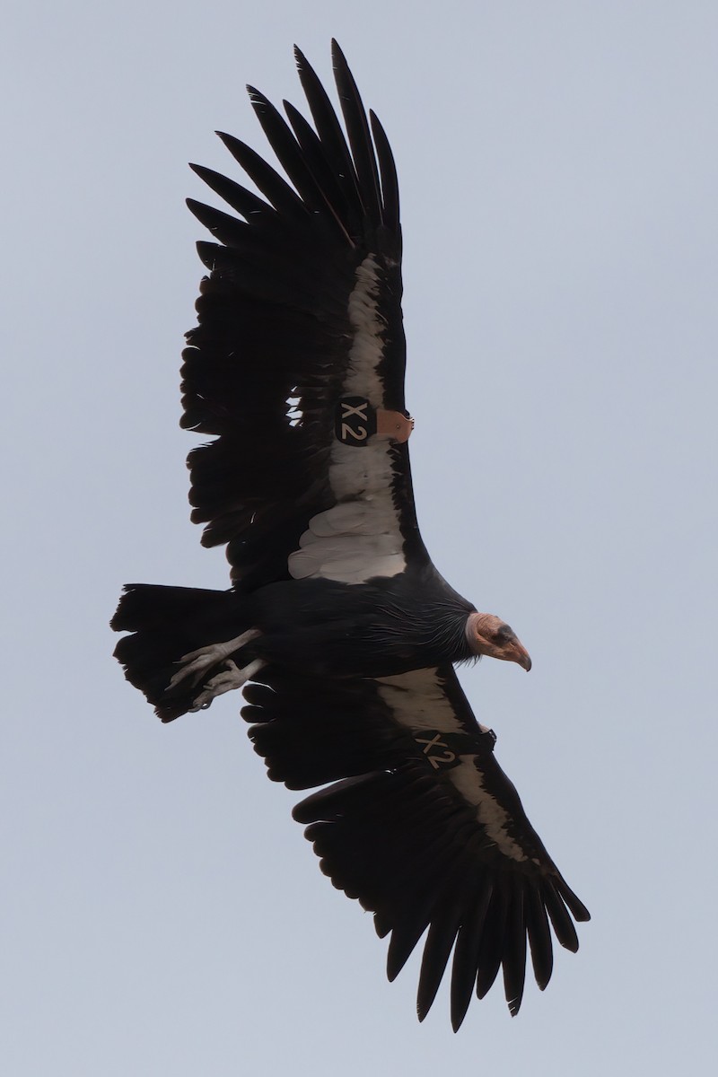 California Condor - ML643995910