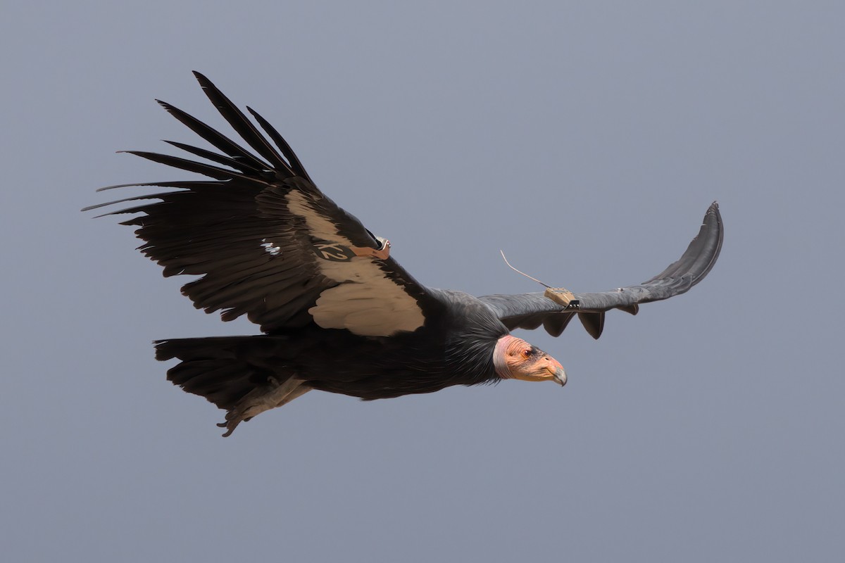 California Condor - ML643995912