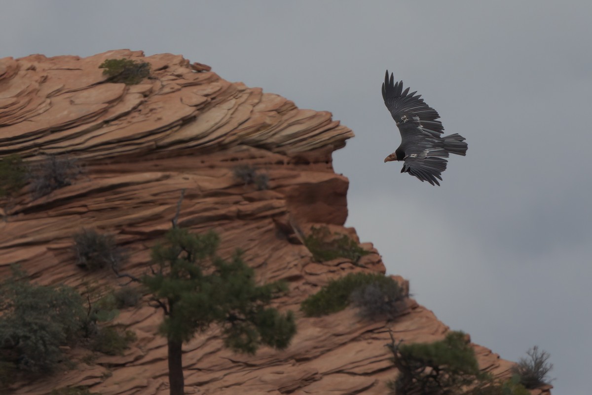 California Condor - ML643995914