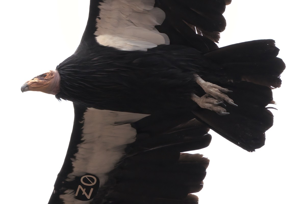 California Condor - ML643995915