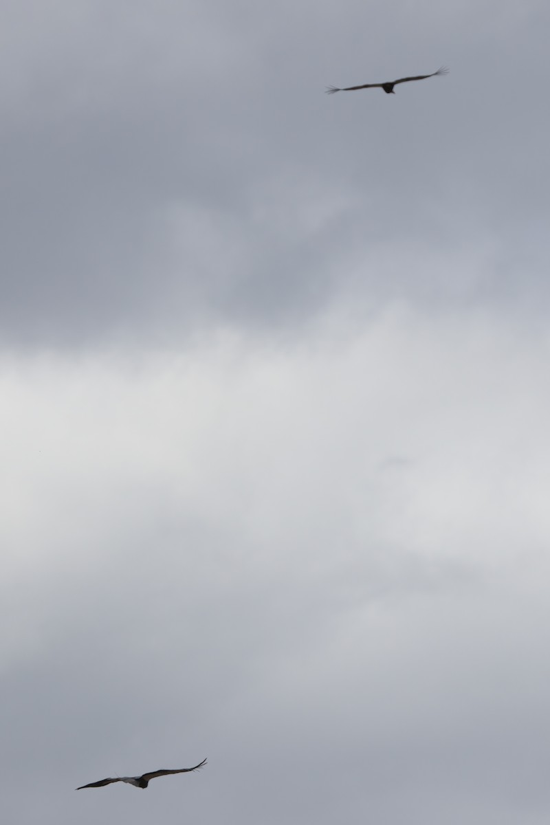 California Condor - ML643995916