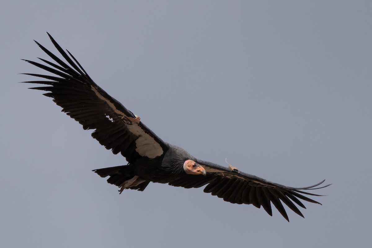 California Condor - ML643995917